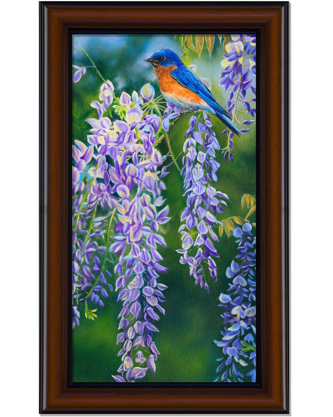 Bluebird in Wisteria