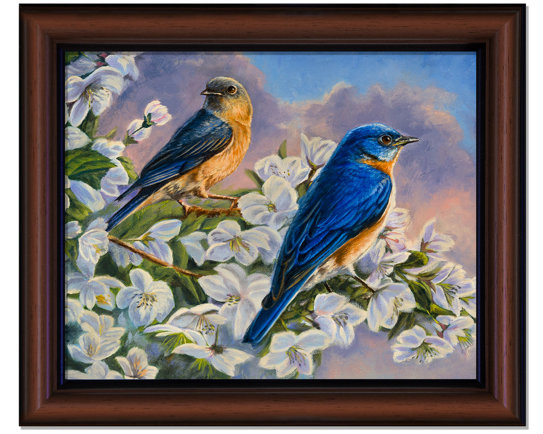 Orchard Bluebirds