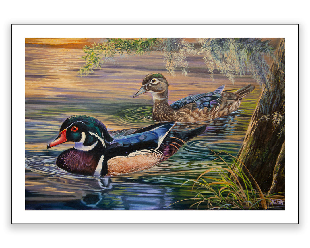Wood Ducks at Sunset