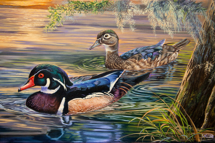 Wood Ducks at Sunset