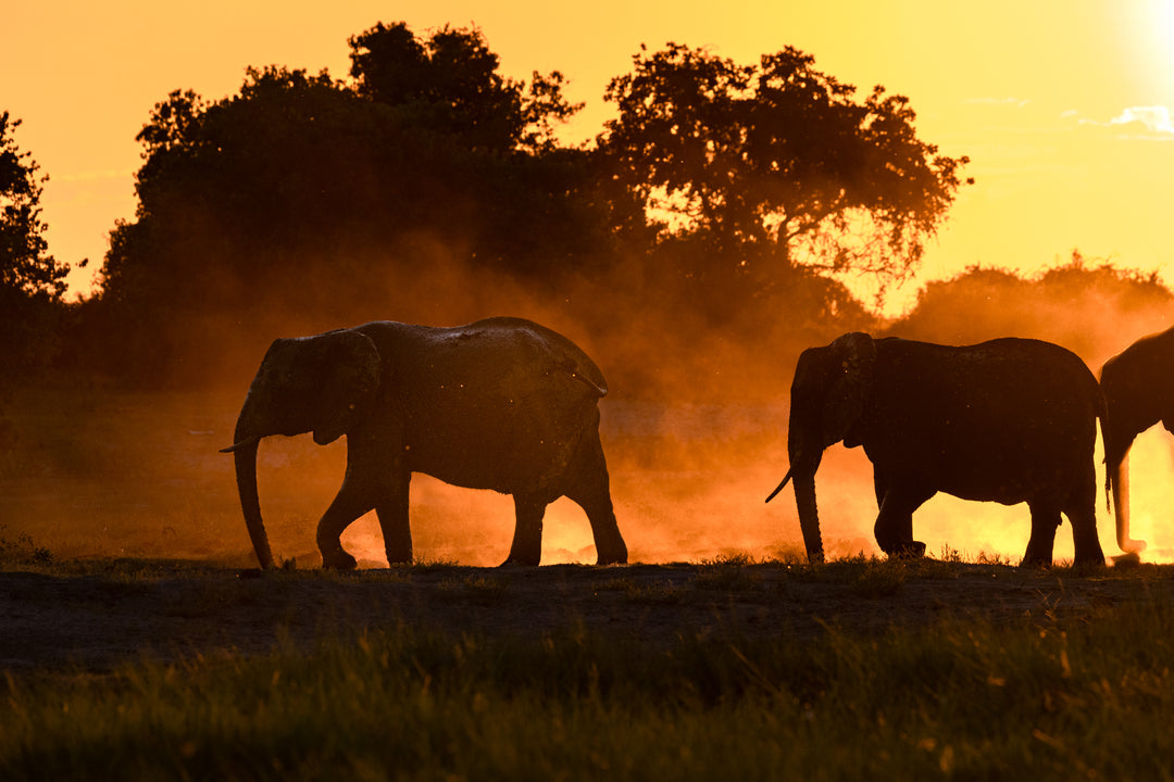 elephants at sunset