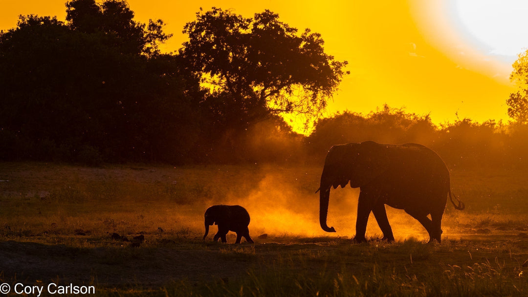 Wild Inspirations: Art Inspired by Lions and Elephants