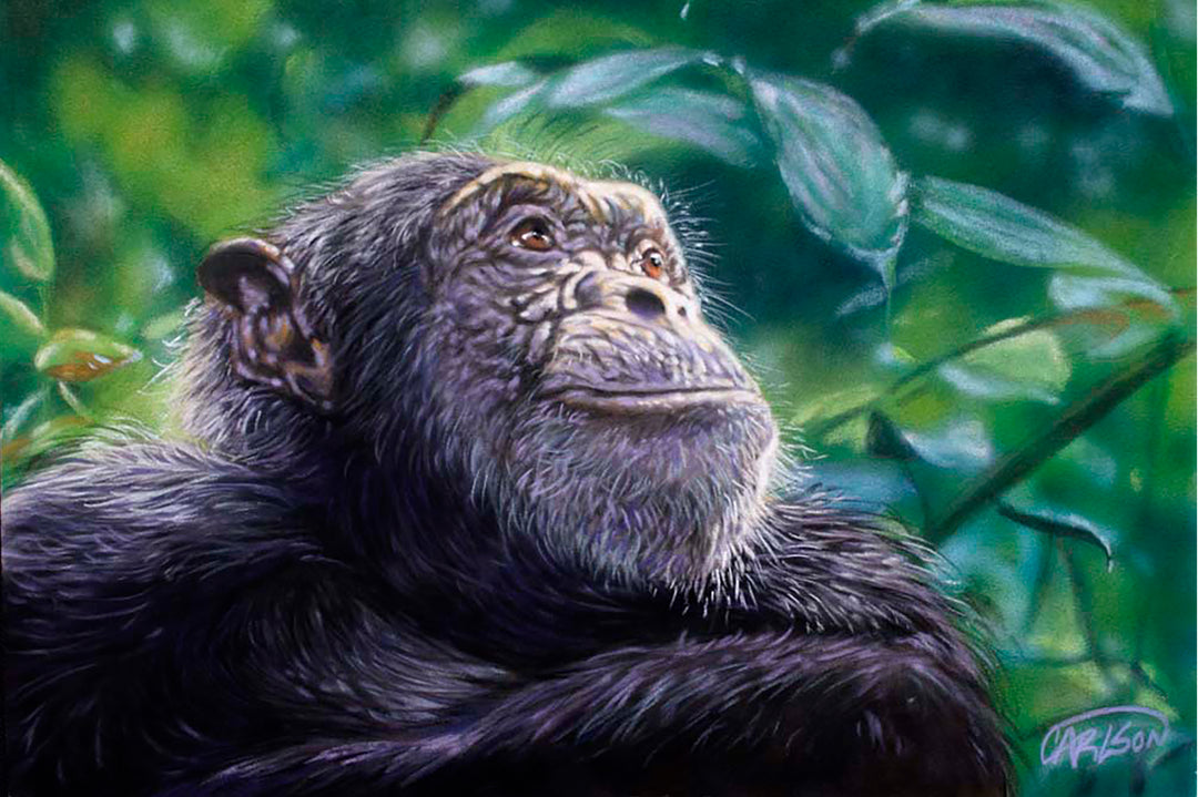 Jungle Trek - In Search of Wild Chimpanzees