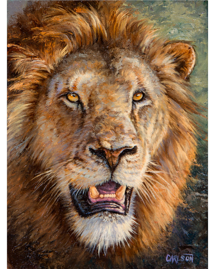 African Lion