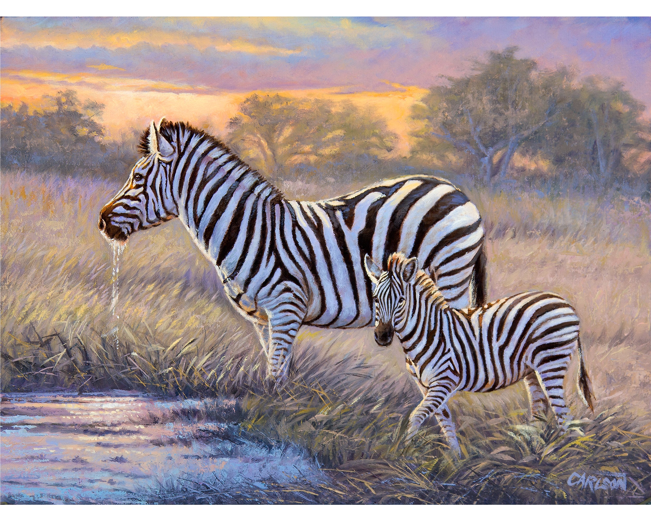 mother zebra and foal at sunset