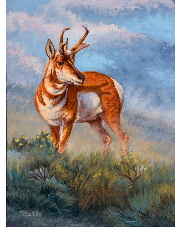 Plains Watcher