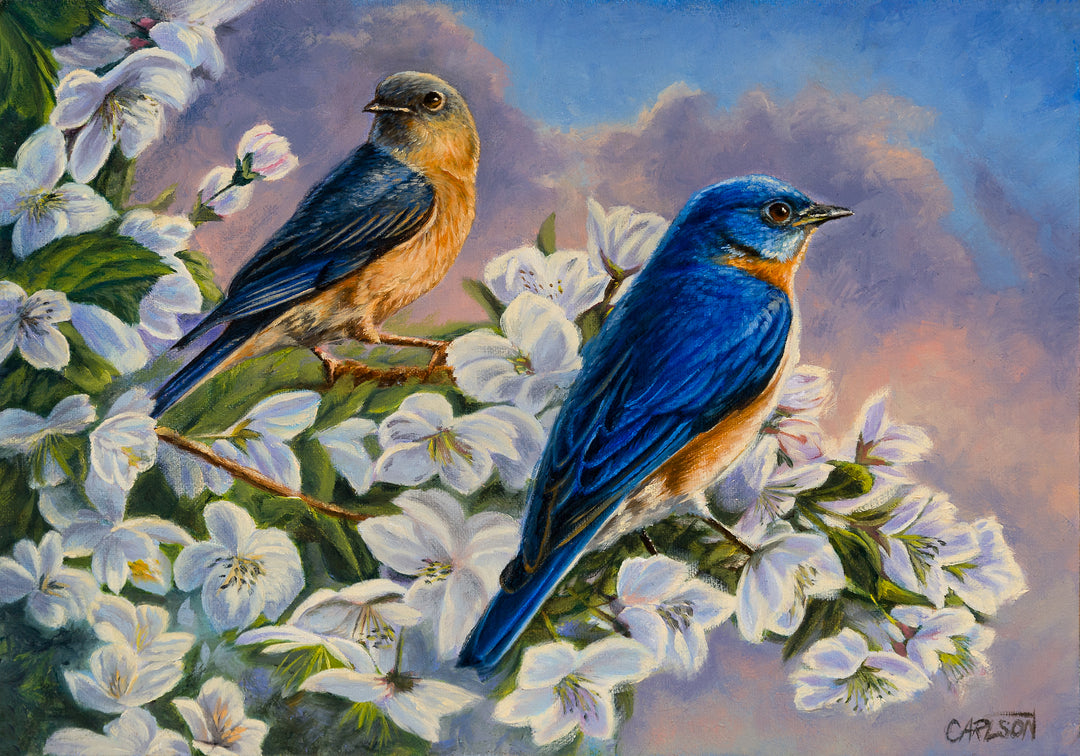 Orchard Bluebirds