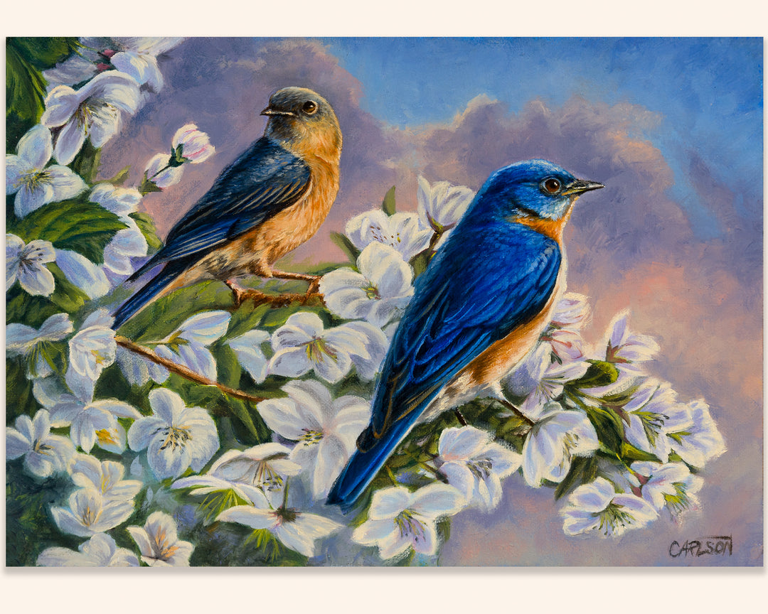 Orchard Bluebirds