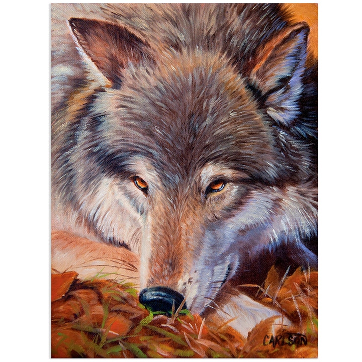 Grey Wolf - Wildlife Gallery