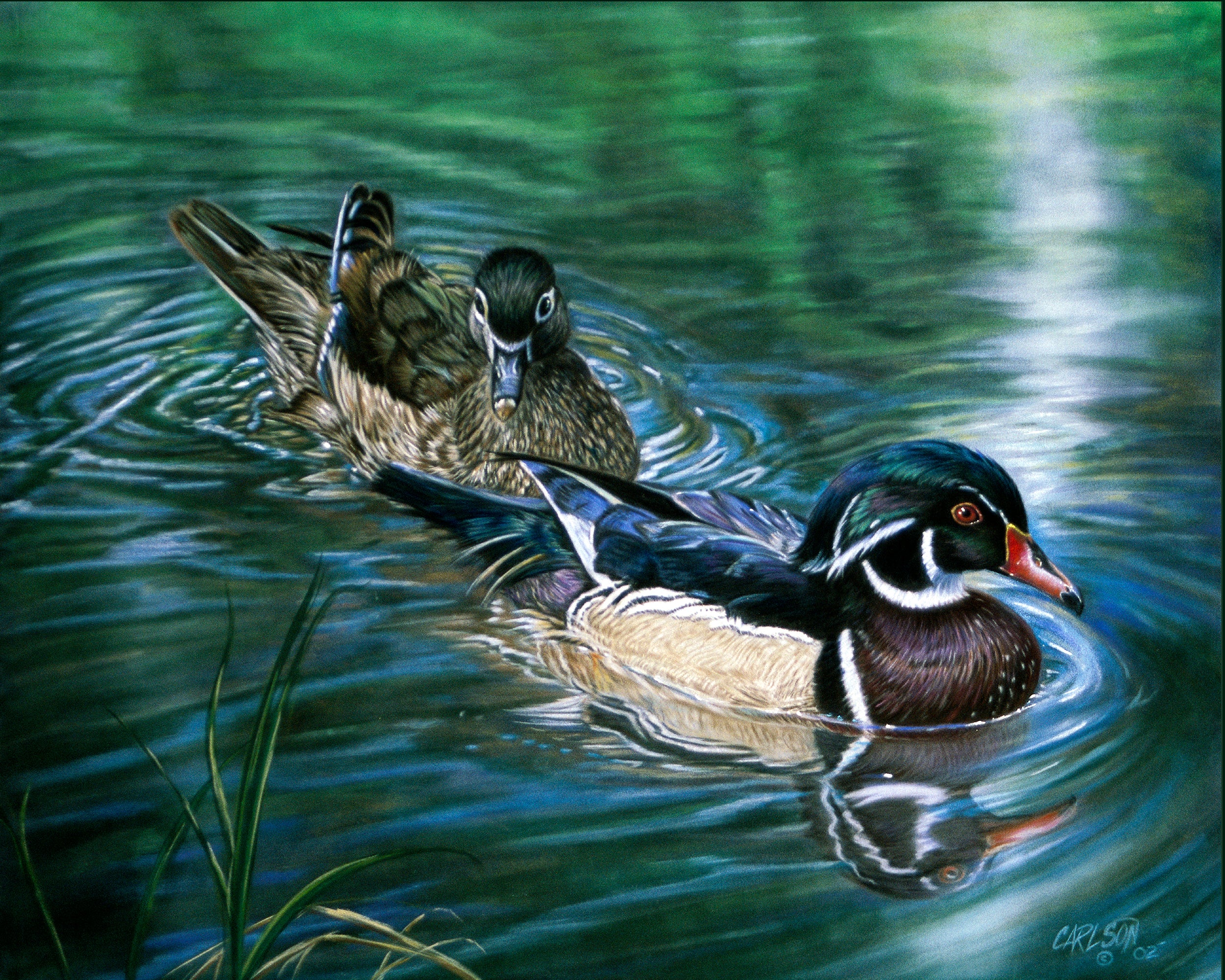 Wood Ducks – Carlson Fine Art Studio